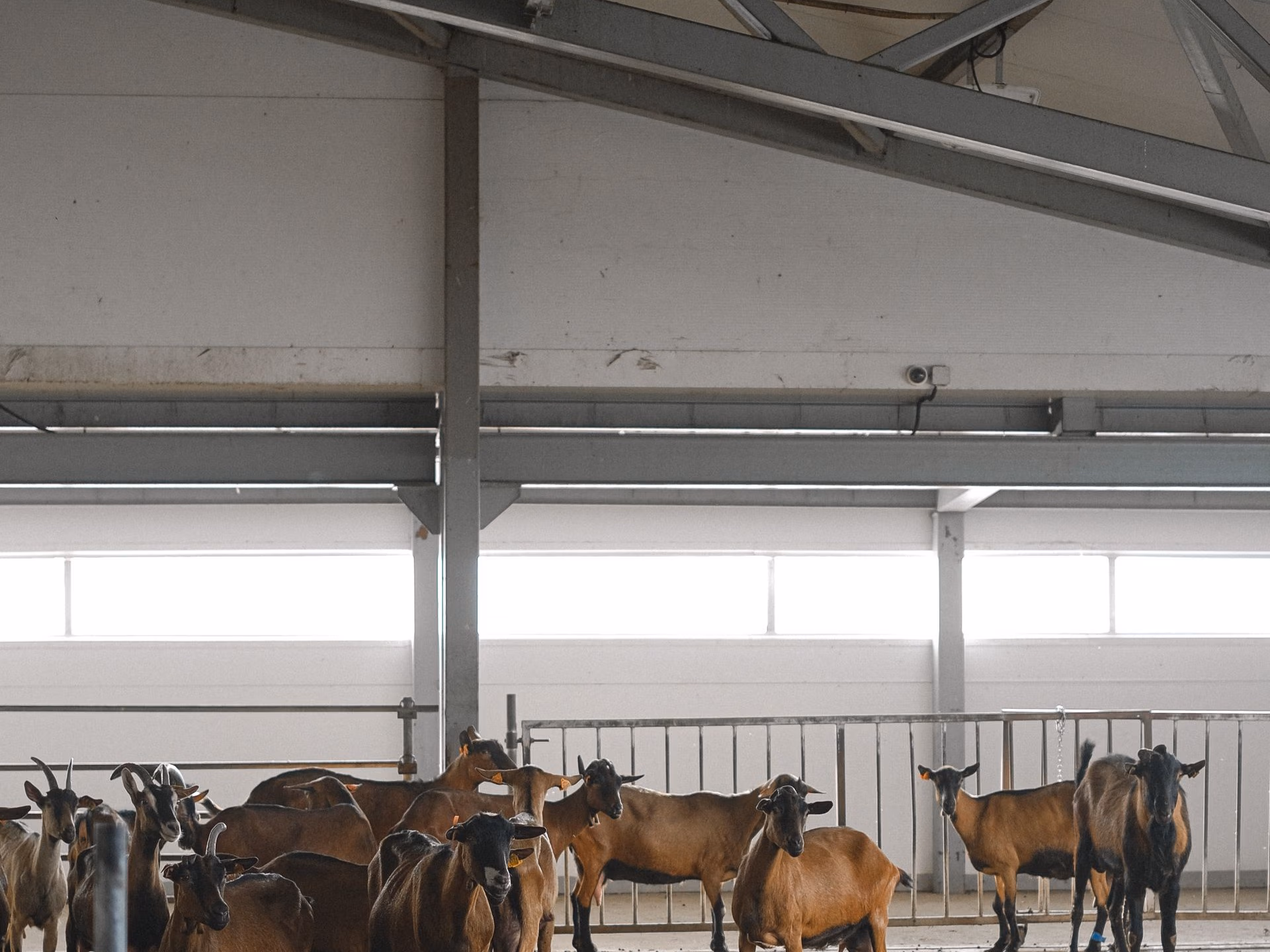 Group of brown and black goats standing inside a barn with metal railings and windows above.